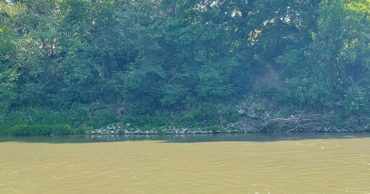 UZNEMIRUJUĆA SLIKA SA OBALE SRPSKE REKE: Mrtva riba pluta među smećem, prizor izaziva mučninu