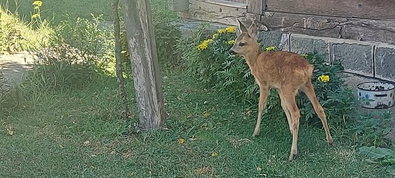 Mašan je glavna atrakcija u selu! Vera krenula da bere pečurke, a vratila se kući sa lanetom u naručju sada pije mleko na flašicu i svi ga obožavaju (FOTO)