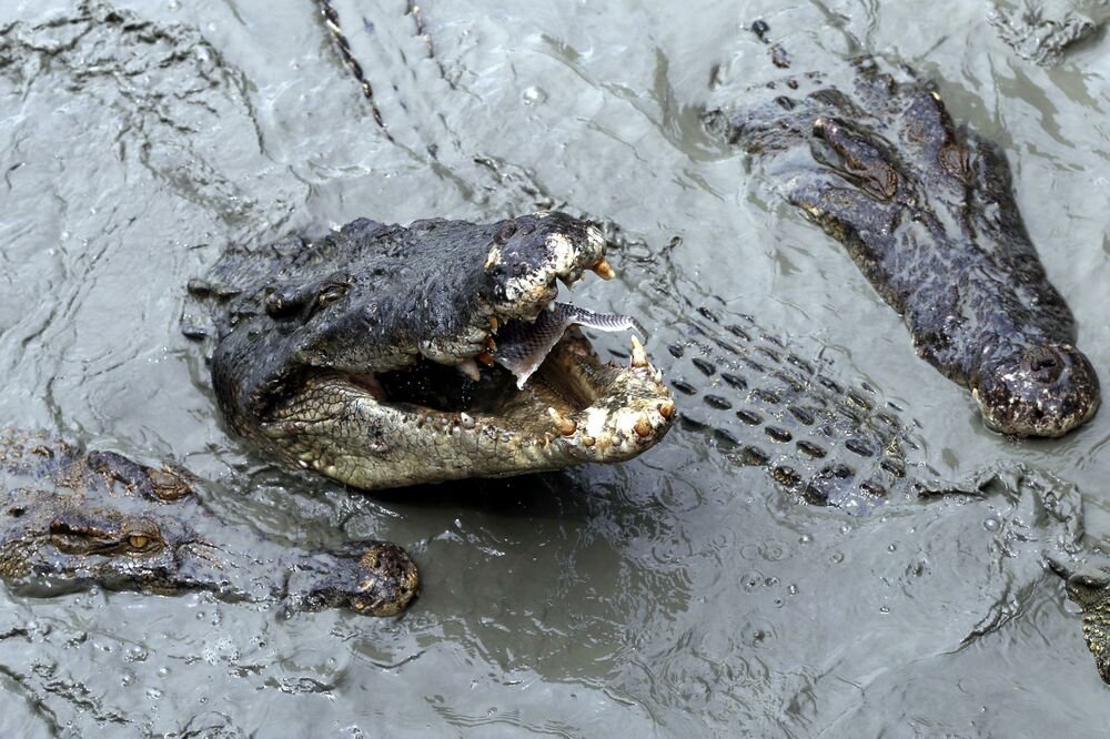 MUŠKARAC TROGODIŠNJE DETE BACIO U BAZEN SA KROKODILIMA! Novi detalji horora u zoološkom vrtu, MALIŠANU SE...