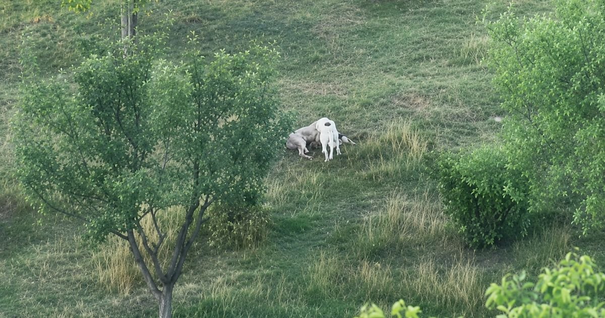 Uznemirujući prizor kod Novog Pazara! Čopor pasa usmrtio jagnje, meštani strahuju i za decu