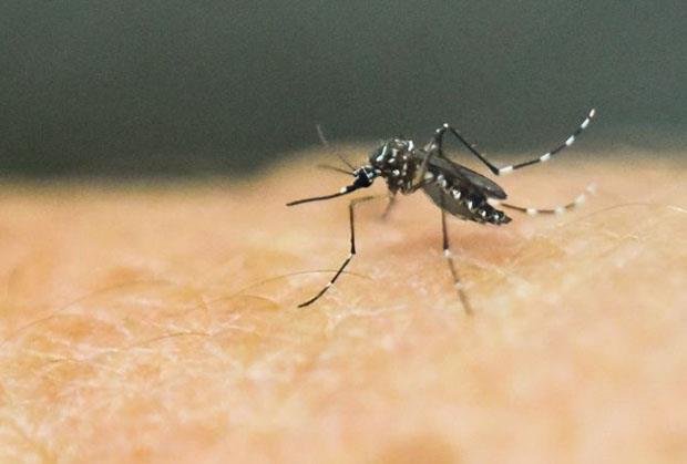 ALARM U KOMŠILUKU! Registrovan PRVI slučaj ZIKA VIRUSA u zemlji tik do Srbije - evo odakle je stigla zaraza, koji su simptomi i kako se prenosi