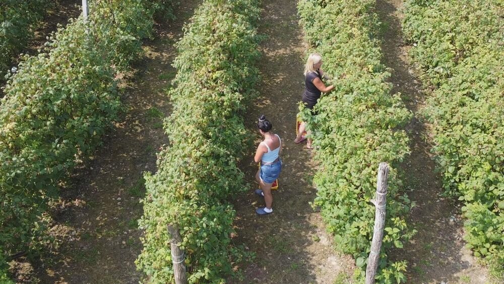 "Otkupna cena od 400 dinara zvuči katastrofalno!" Sezona branja malina je počela, a malinari besni zbog ovoga