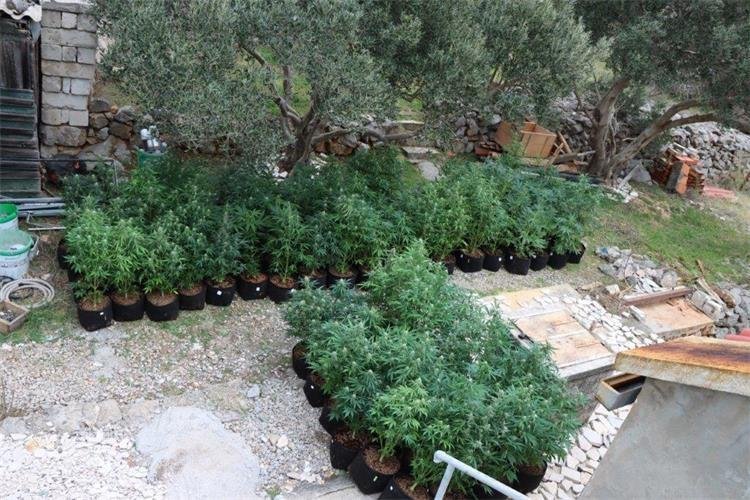 OTKRIVENA PLANTAŽA KONOPLJE NA IMANJU U LAKTAŠIMA: Uhapšena jedna osoba