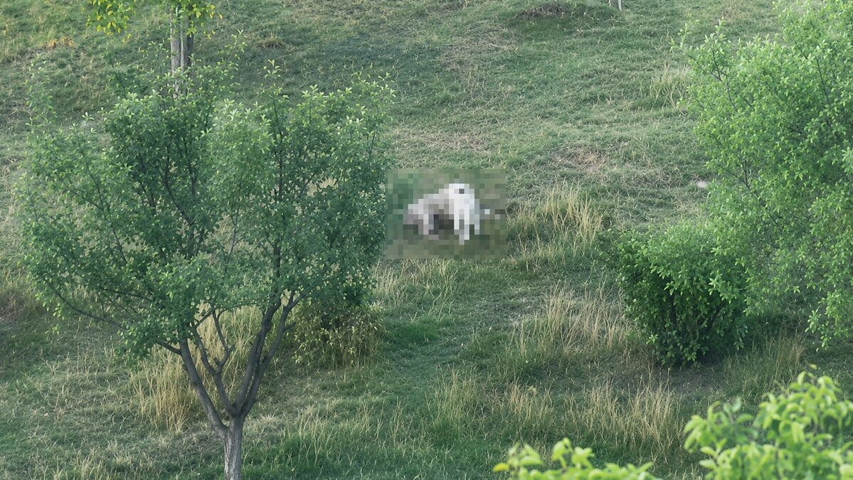 STRAVIČNA SCENA KOD NOVOG PAZARA: Psi lutalice upali u tor i zaklali jagnje, meštani strahuju za decu (FOTO)
