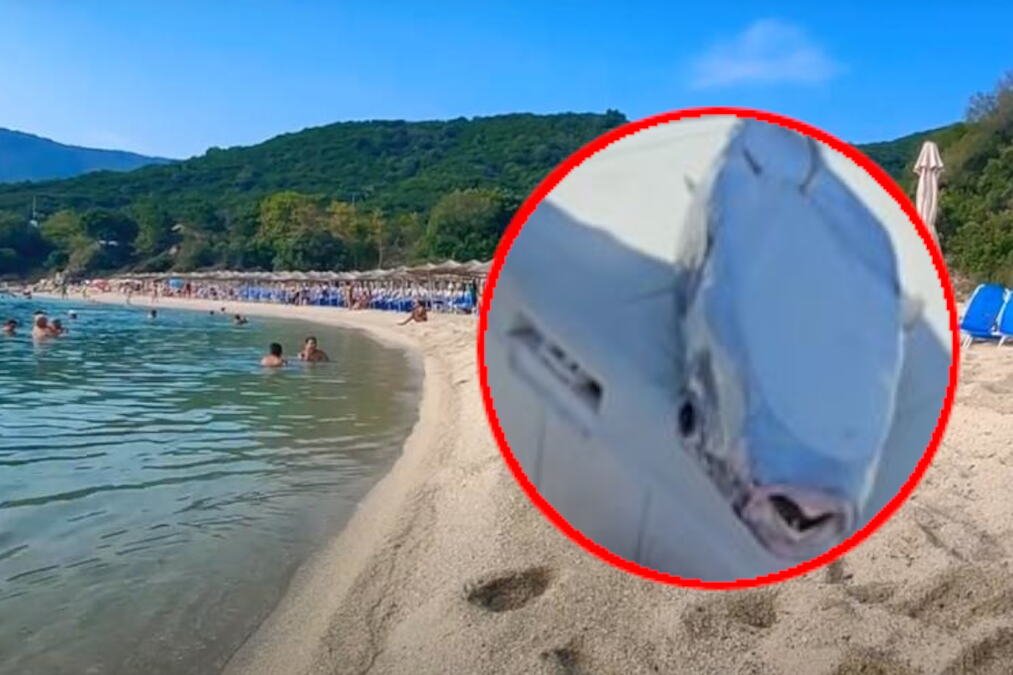 RIBA ZEC NASTAVLJA DA PRAVI HAOS U GRČKOJ, KUPAČI - ČUVAJTE SE! Ispušta izuzetno opasan otrov, a ovako se spremaju da joj stanu na put: Kreće specijalna akcija