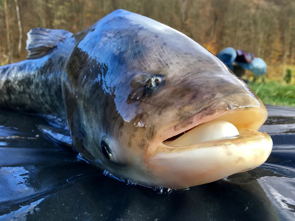 "Grdosija": Nišlija ulovio tolstolobika teškog skoro 50 kilograma, borba trajala 15 minuta