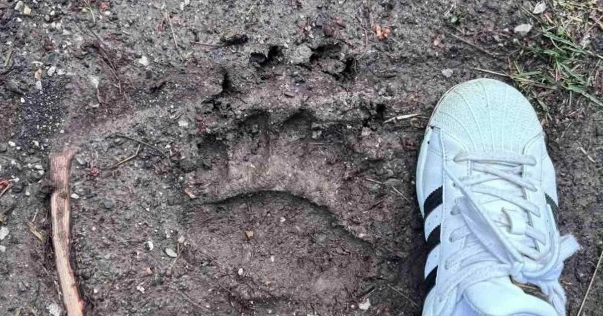 Predator napravio nezapamćen pokolj u srpskom selu: "Nije ih mnogo jeo već ih je uglavnom samo ubijao"