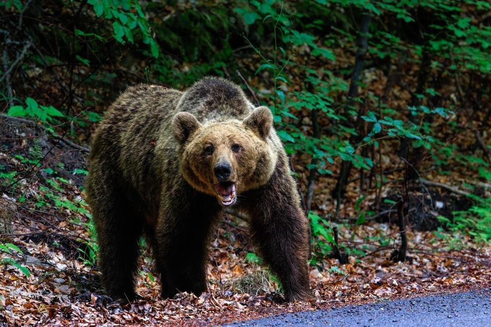 NESVAKIDAŠNJI PRIZOR U SELU KOD BIJELOG POLJA: Meštani uočili medveda sa mečetom svega 20 metara od kuća