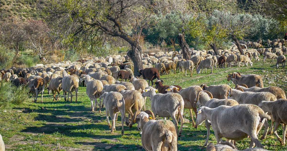 GROM UBIO STADO OVACA KOD ZVORNIKA! Komšije se organizuju da pomognu nesrećnom domaćinu, a možete i vi