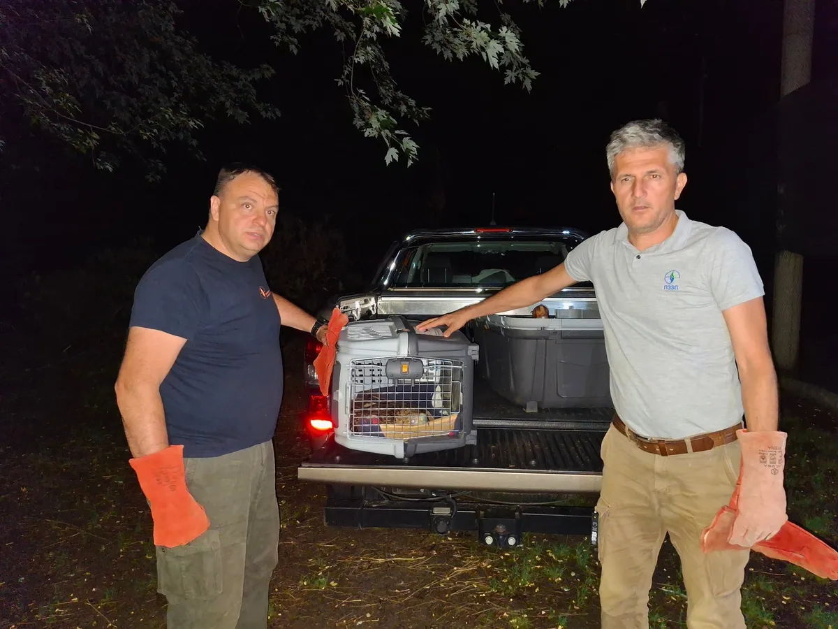 "Filmska priča" o orlu krstašu Feliksu: Nakon lutanja, otmice i prihvatilišta stigao u Srbiju (FOTO)