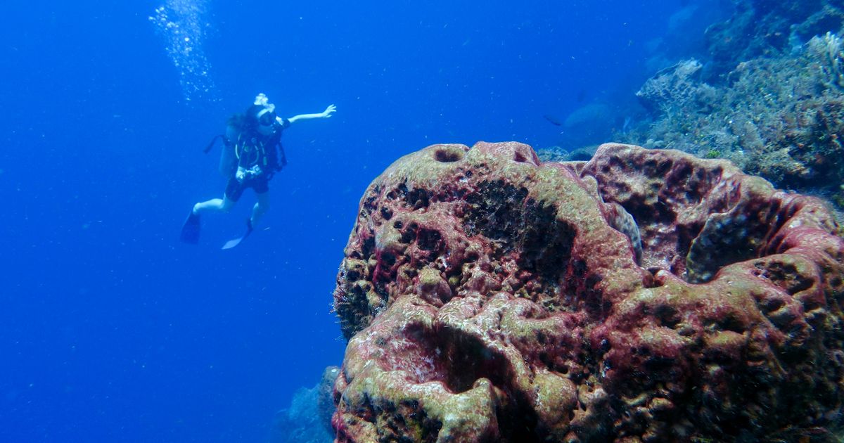 Zastrašujuće stvorenje sa dna okeana: Otkrivena nova vrsta duh ajkula