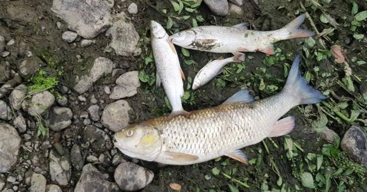 Pomor ribe u reci Ibar kod Rožaja: Mrtve su i divlje patke, ekološki aktivisti na nogama!