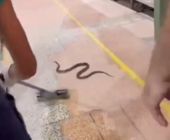 OVA ZMIJA NAPRAVILA JE POMETNJU U GORNJEM MILANOVCU: Nastala drama! Ušla u fabričku halu, oni uzeli džoger, ali tek im sad nije svejedno! (FOTO)
