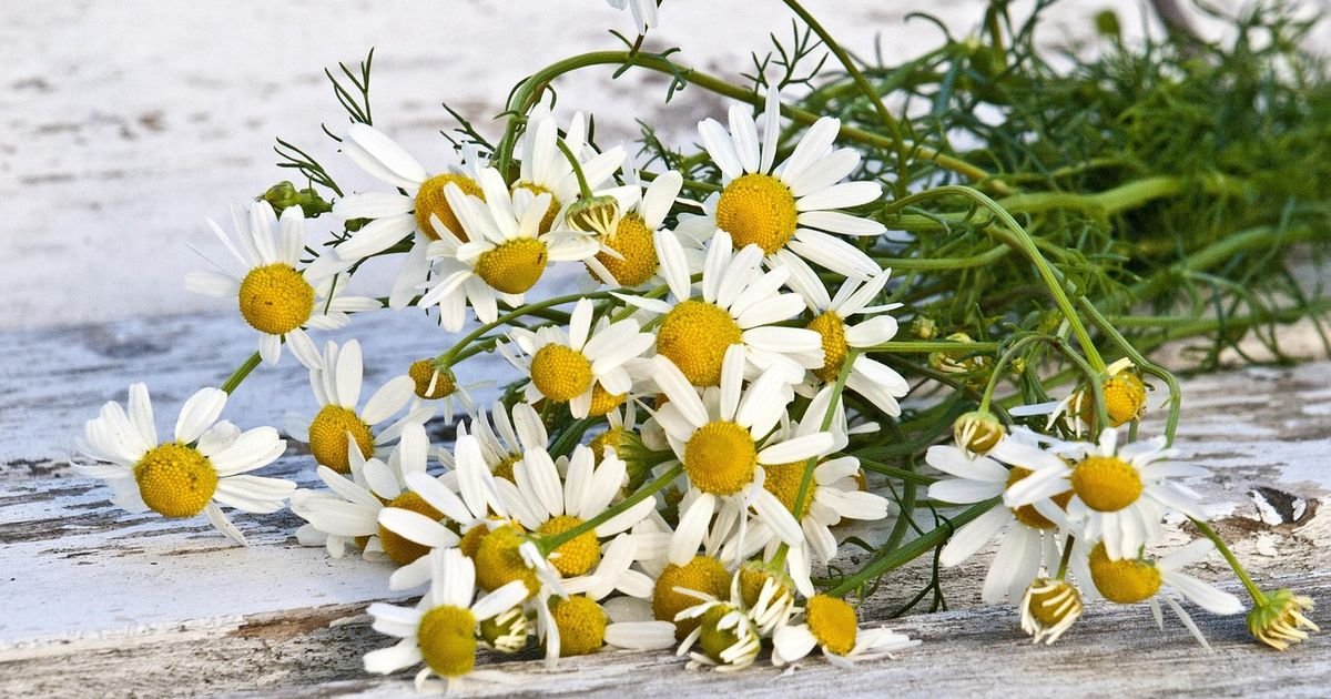 Kamilicu svi imamo u kući, a retko ko zna koliko je lekovita: Pomaže želucu, koži, snu i imunitetu