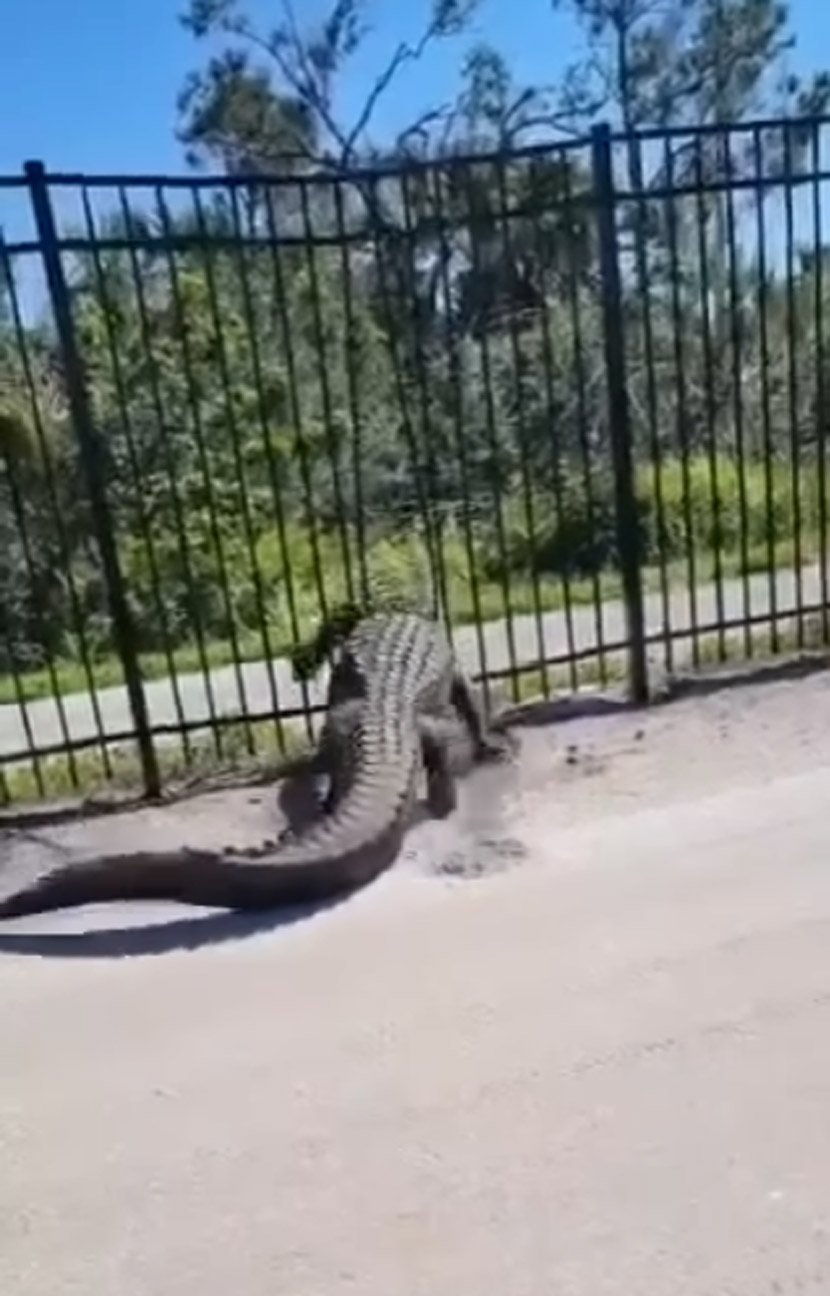 Serija napad krokodila na Floridi, ima mrtvih i povređenih: Izdata hitna upozorenja!