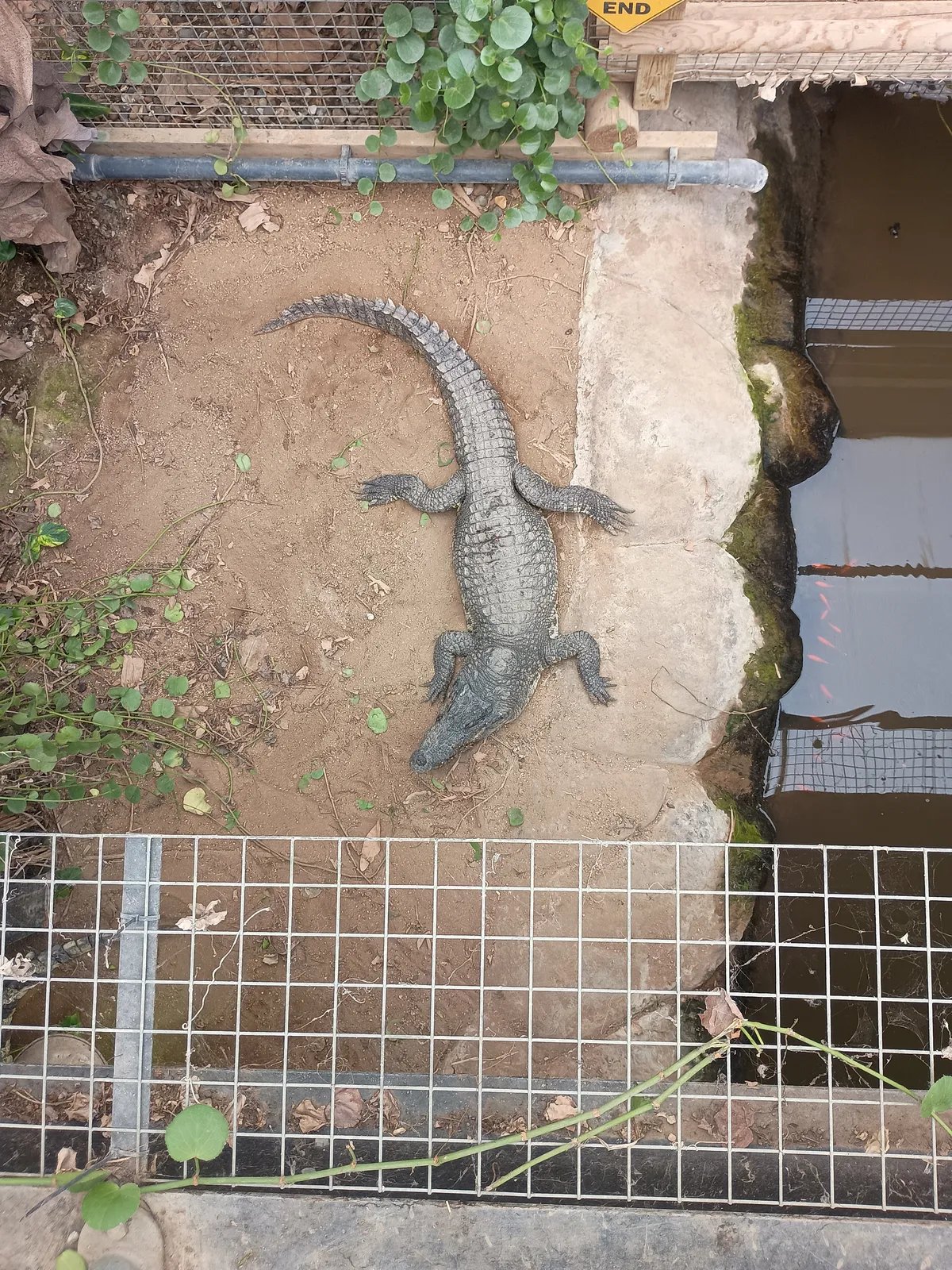 Trogodišnji dečak koga je u zoo vrtu u Britaniji napao krokodil imao pet operacija, sledi mu dug oporavak