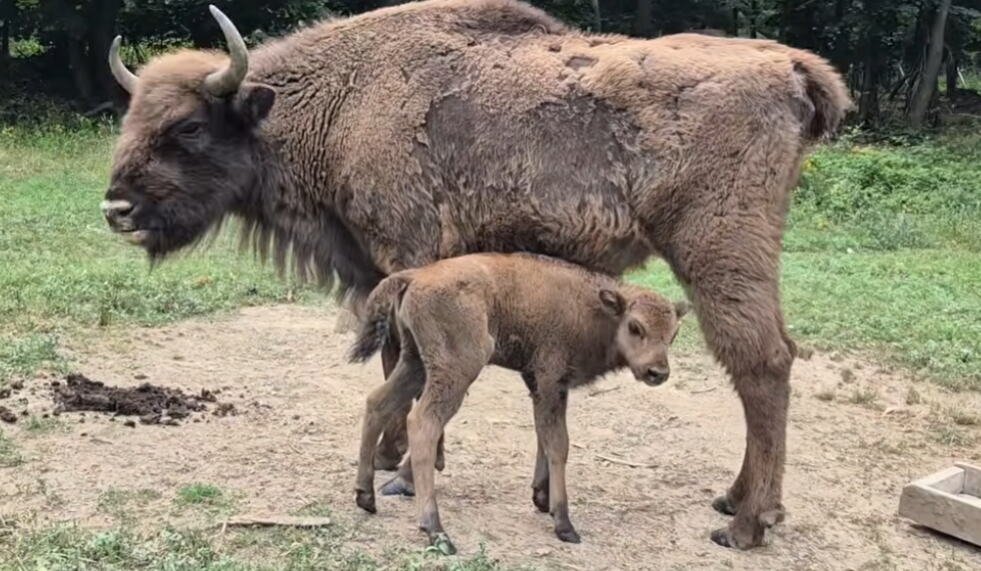 PRINOVA NA FRUŠKOJ GORI: Krdo bizona dobilo novog člana! (FOTO)