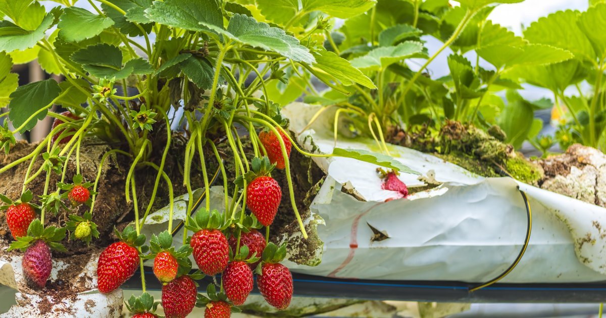 Istraživanje: Većina jagoda u EU sadrži pesticide, iz ove države su izuzetak