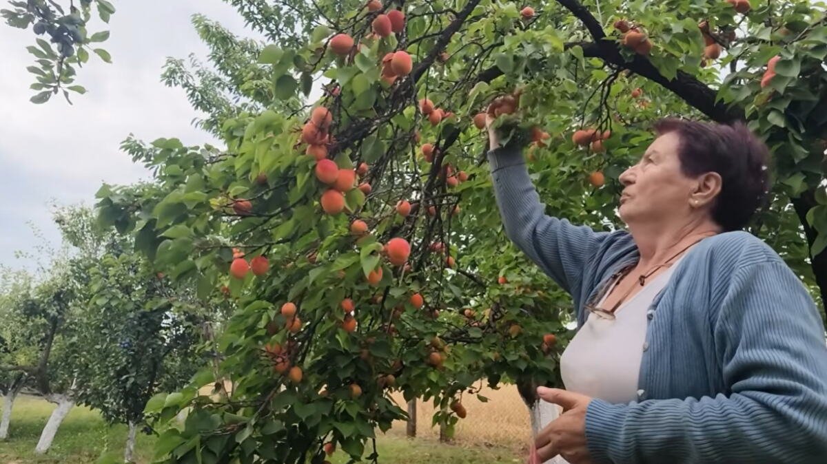 LJUBINKIN DOMAĆI DŽEM OD KAJSIJA NADALEKO JE POZNAT! Godina nikad rodnija pa je rešila da dobro popuni špajz, evo recepta i šta sve pravi od kajsija (VIDEO)