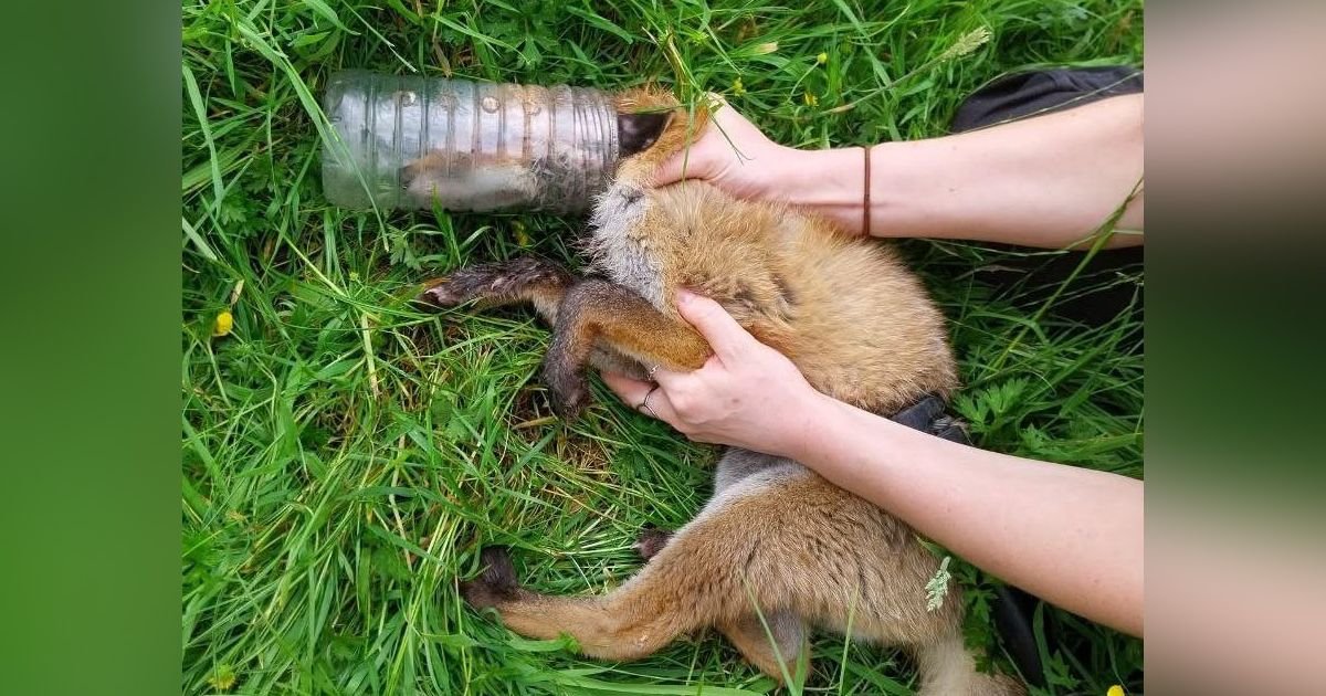 Ovo je surova cena ljudskog nemara: Mladunče lisice dva dana tumaralo sa plastičnom flašom na glavi