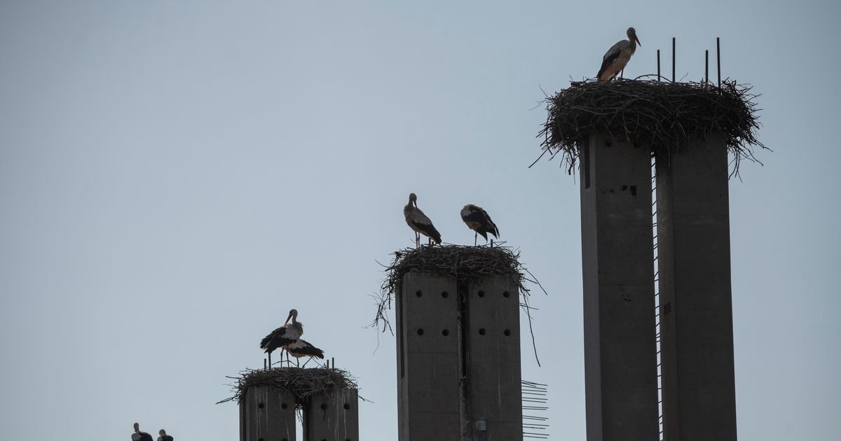 Ova lepotica se retko viđa, a u ovom našem gradu se odomaćila! Izbegava ljude, svaki susret s njom je poseban