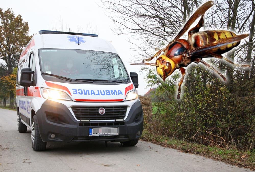"Mislila sam da umirem" Jeziva ispovest žene koja je jedva preživela ubod stršljena: Za nekoliko sekundi nisam mogla da dišem, a onda je usledilo nešto gore