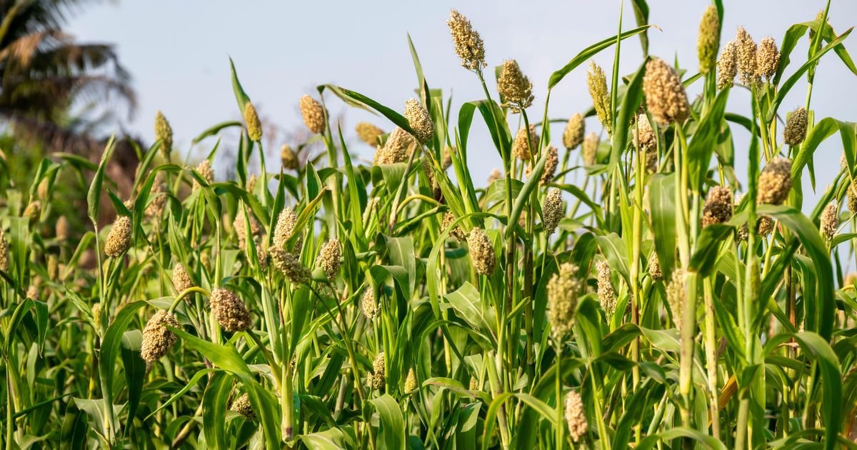 Godinama je bila hrana siromašnih, a danas je nutricionisti obožavaju: Drevna žitarica čuva srce i topi glad